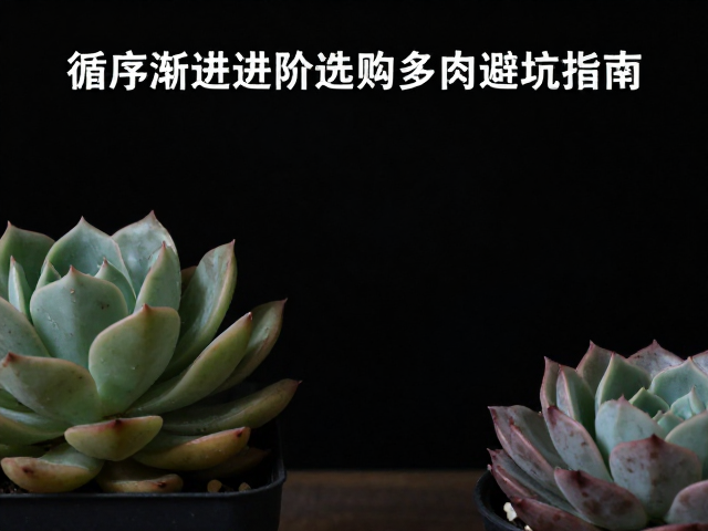 避坑指南中的常见误区与应对