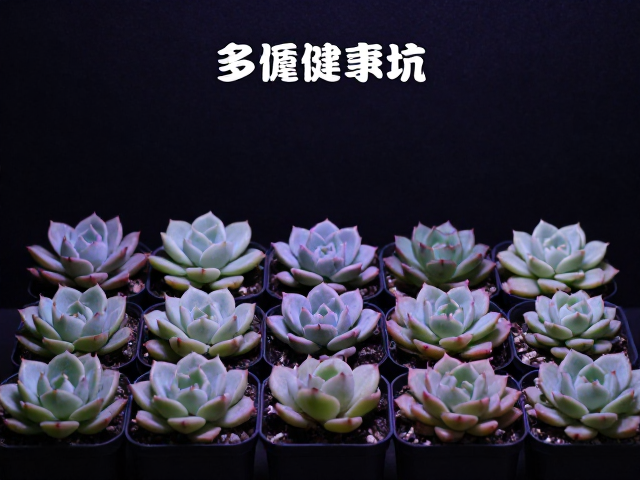 循序渐进的选购策略与品种筛选