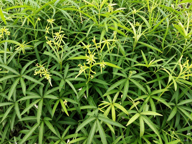 夏季遮阴防病虫害，植物后期施肥简单入门用法