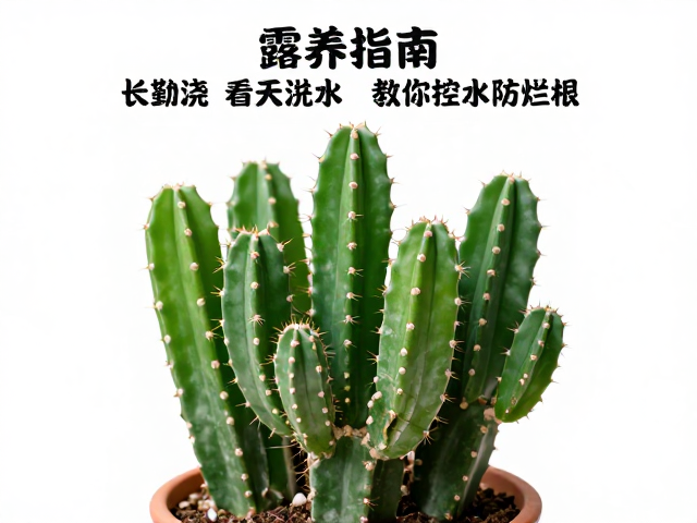 控水技巧与烂根预防