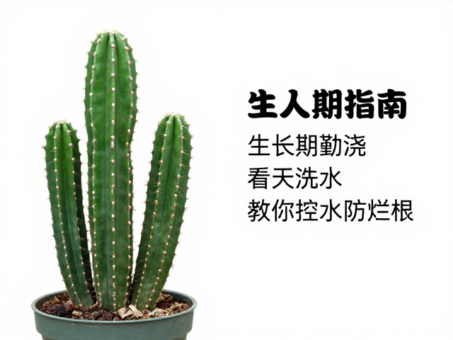 生长期水分管理的核心逻辑