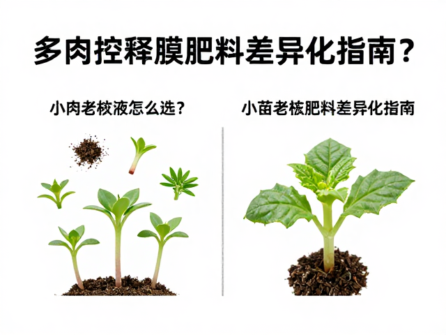 小苗期的肥料策略与风险控制