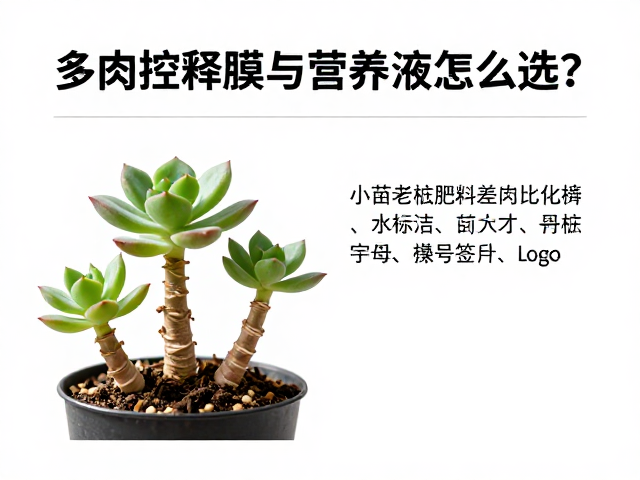老桩多肉的精细化施肥方案