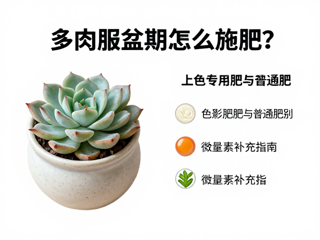 多肉服盆期怎么施肥？上色专用肥与普通肥区别，微量元素补充指南
