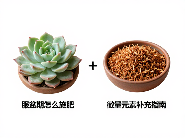 微量元素的关键作用与补充策略