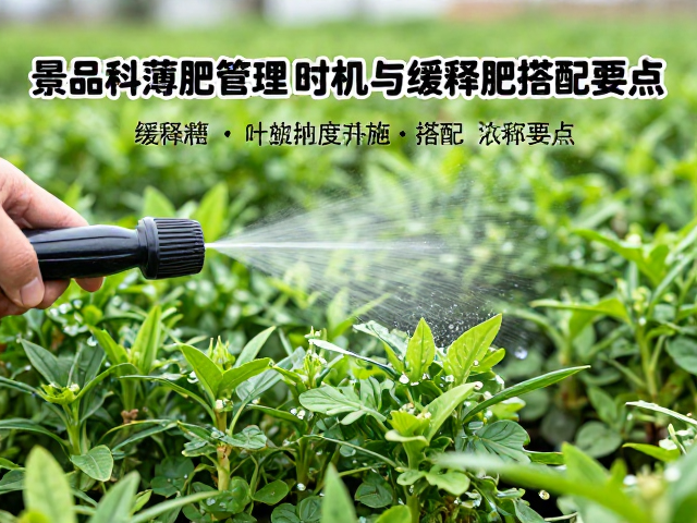 缓释肥与叶面肥的搭配协同要点