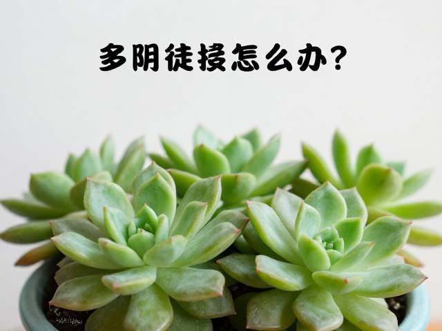 日常养护中的防徒长细节