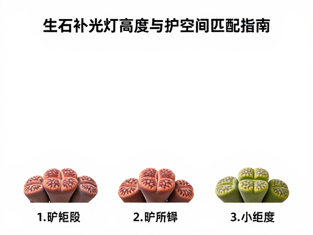不同生长阶段的距离调控策略