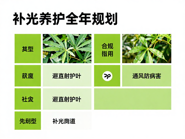 光照管理与季节性补光策略
