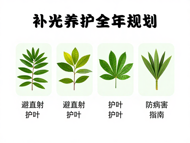 叶片保护与直射光规避技巧