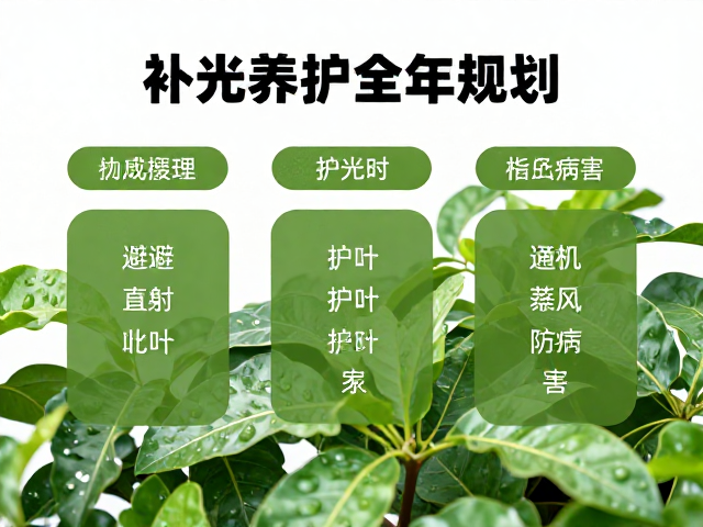 环境调控与日常养护细节