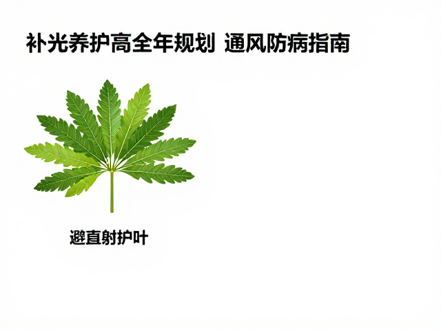 空气流通与病害预防机制