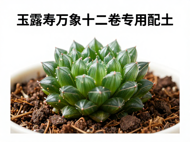 低肥慢养的执行细节与养分控制