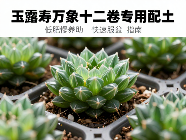 快速服盆的操作流程与环境管理