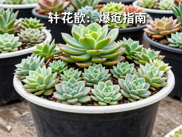 转盆与砍头的操作规范