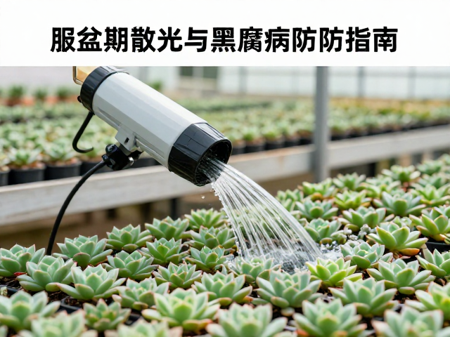 大棚多肉浇水施肥自动化方案，服盆期散光与黑腐病预防指南