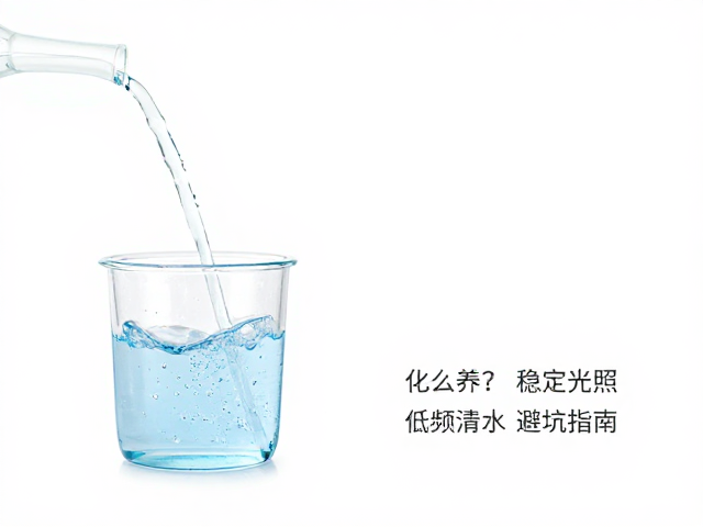浇水频率与水质控制