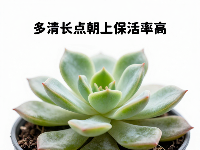 叶片摆放方向与生长点保护