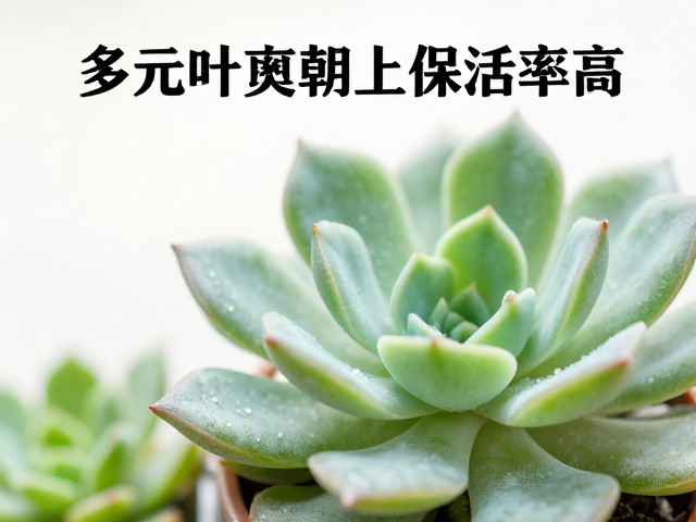 多肉叶插最佳时机，少浇水多通风，生长点朝上保活率高