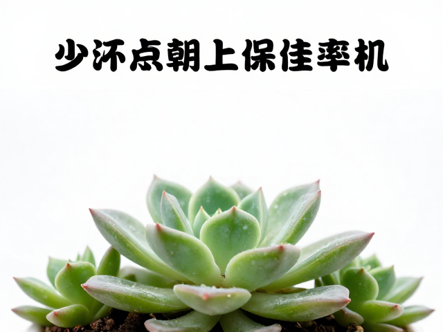 浇水频率与通风环境的调控