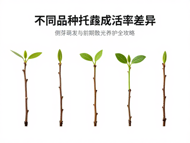 不同品种扦插成活率差异，侧芽萌发与前期散光养护全攻略