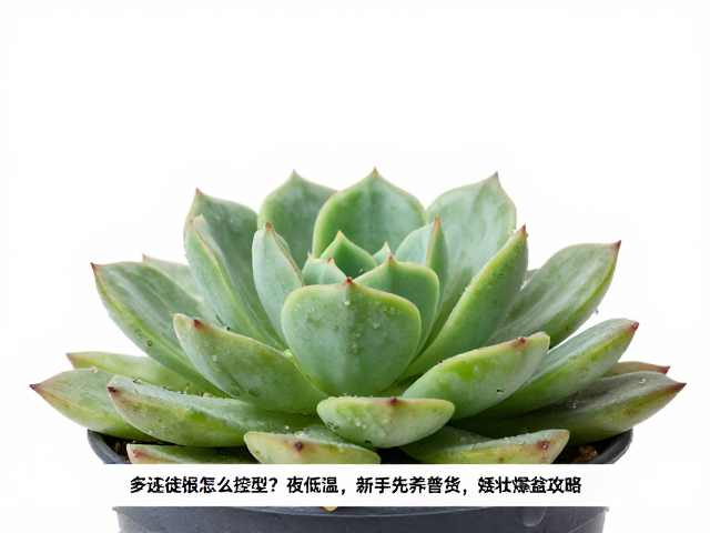 新手入门:普货品种的选择与矮壮养护逻辑
