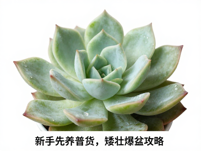 爆盆攻略:修剪促分枝与空间管理