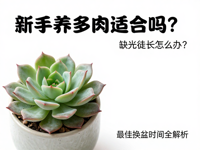 最佳换盆时机与操作细节