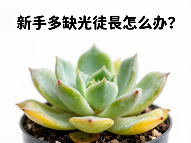 叶插繁殖核心步骤解析
