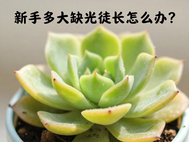 爆盆养护与防黄叶细节