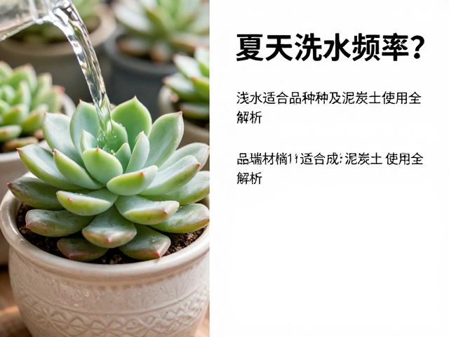 多肉夏天浇水频率？浅盆适合品种及泥炭土使用全解析