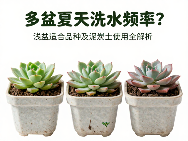 浅盆对品种筛选与根系生长的影响