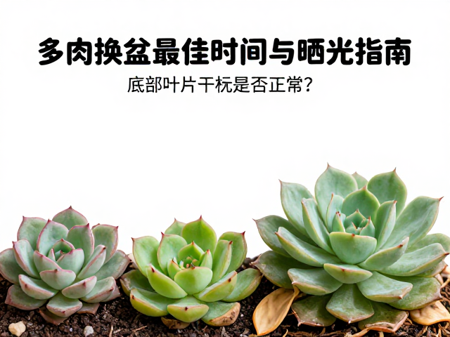 底部叶片干枯的自然代谢