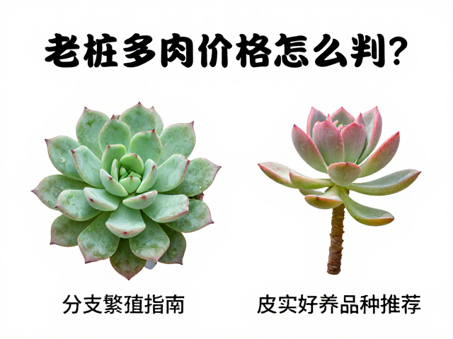皮实好养品种推荐