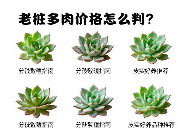 分株繁殖的操作要点