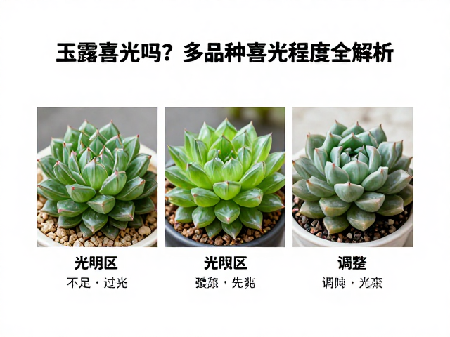 光照不足与过强的先兆与调整