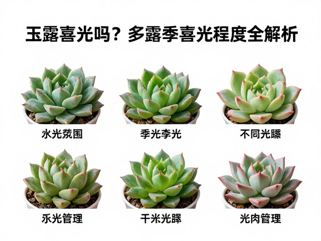 不同季节的光照管理策略