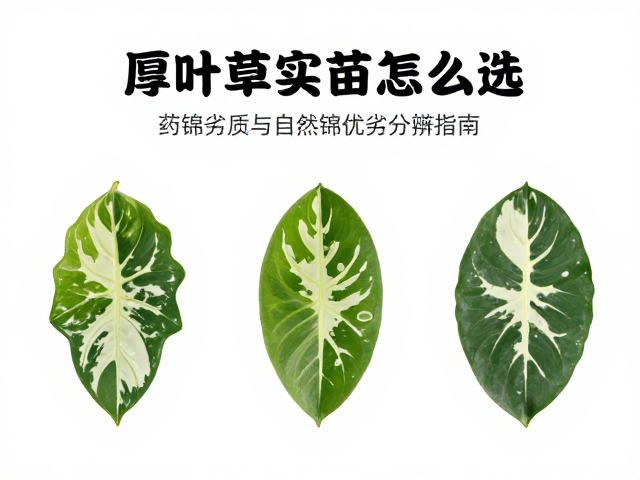 自然锦的优劣分辨标准