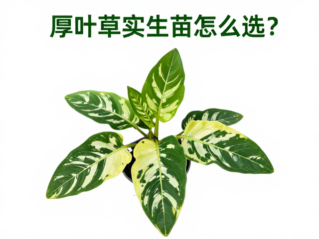 厚叶草实生苗怎么选？药锦劣质锦与自然锦优劣分辨指南