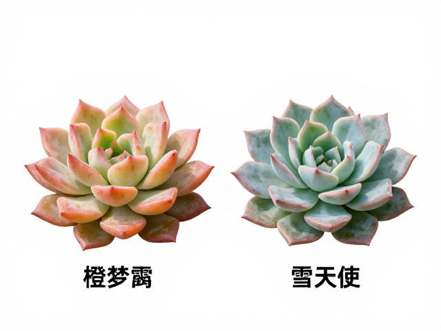 冬云系列多肉对比，常态叶色、橙梦露与雪天使详细辨别指南