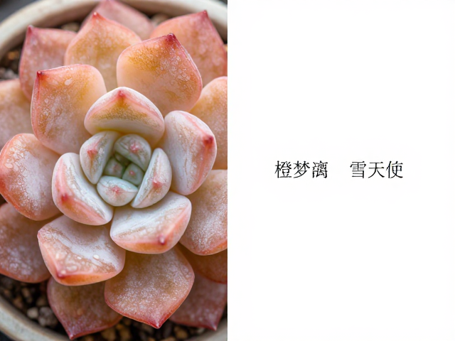 叶片质感与白粉分布的辨别细节