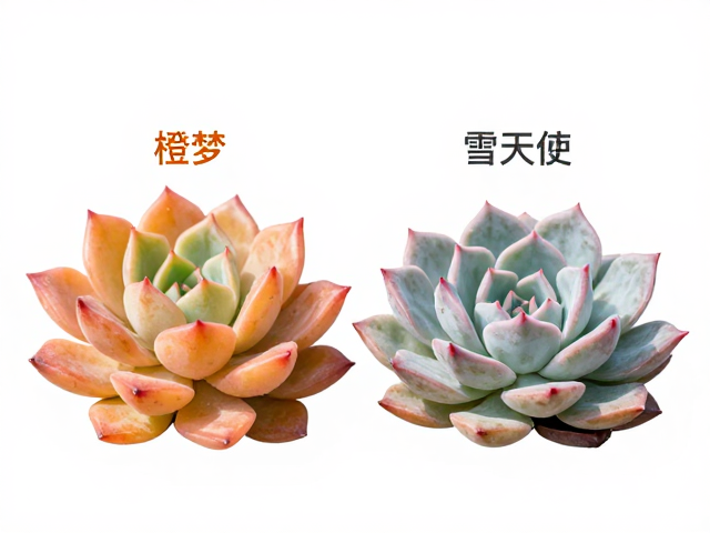 橙梦露与雪天使的叶色演变逻辑