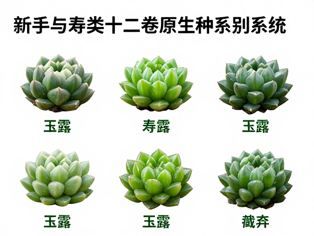 品种细分与关键识别点