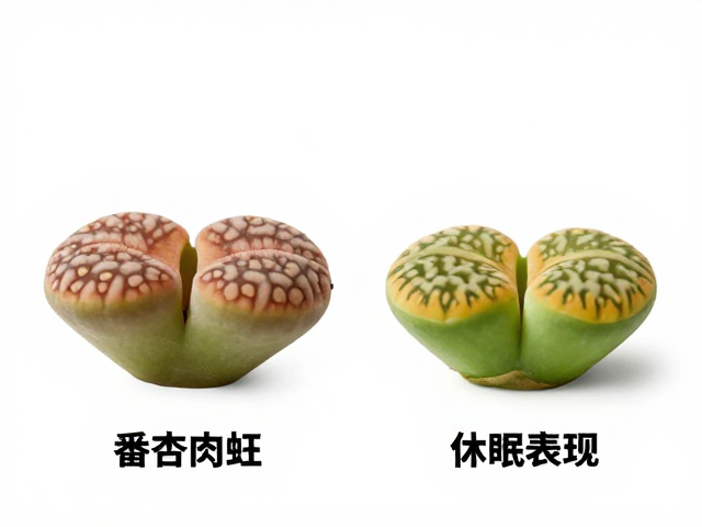 休眠期的形态变化