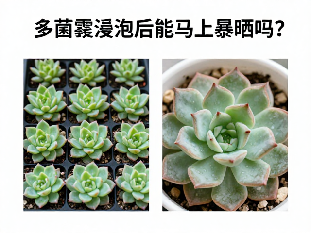 关于暴晒的误区与正确光照
