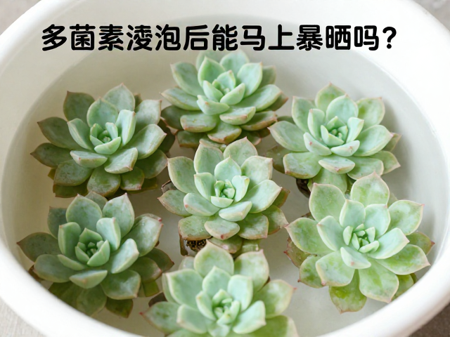 多菌灵浸泡的正确操作