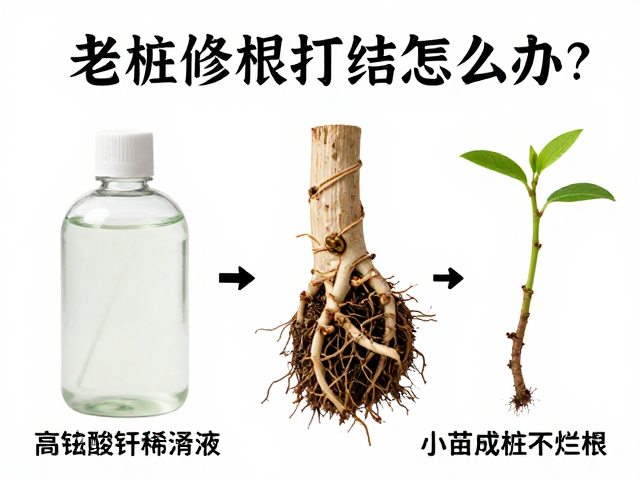 差异化修根方案:针对打结与烂根的具体操作