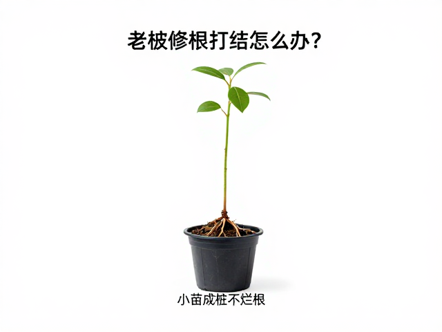 上盆养护与成桩关键:从生根到成型