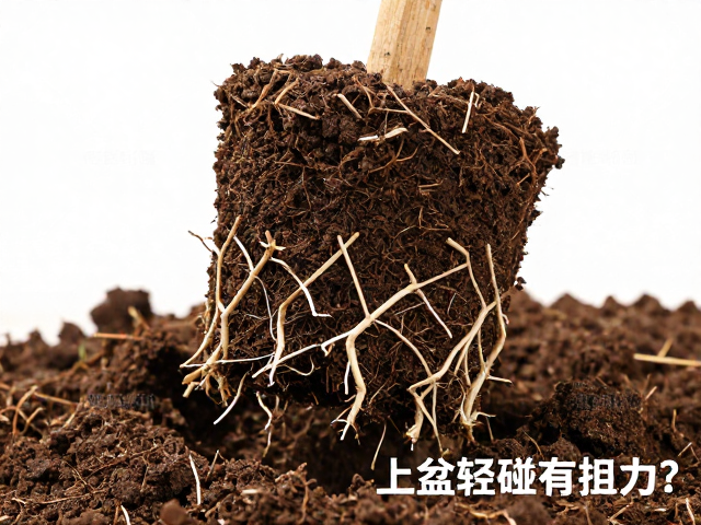 缓苗期管理与成活率提升细节