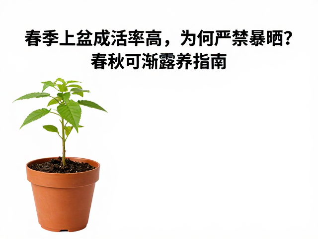 春季上盆为何严禁暴晒